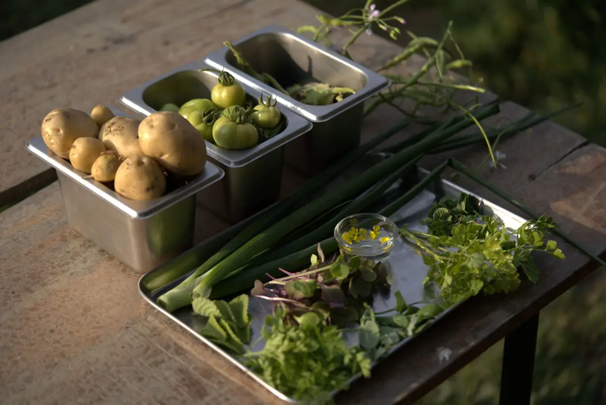 Freshly harvested potatoes, tomatoes, spring onions and greens from the Syah garden